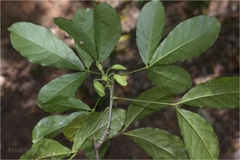 Cadaba trifoliata